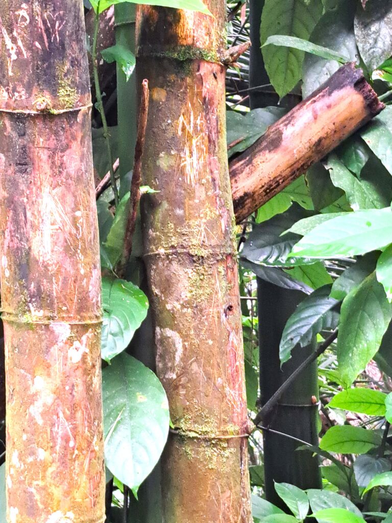 Beschrifteter Bambus