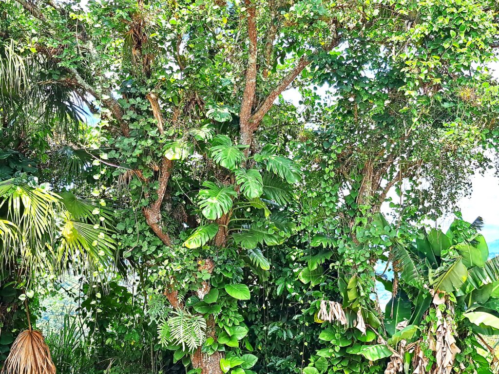 Bewachsene Baumstaemme 1