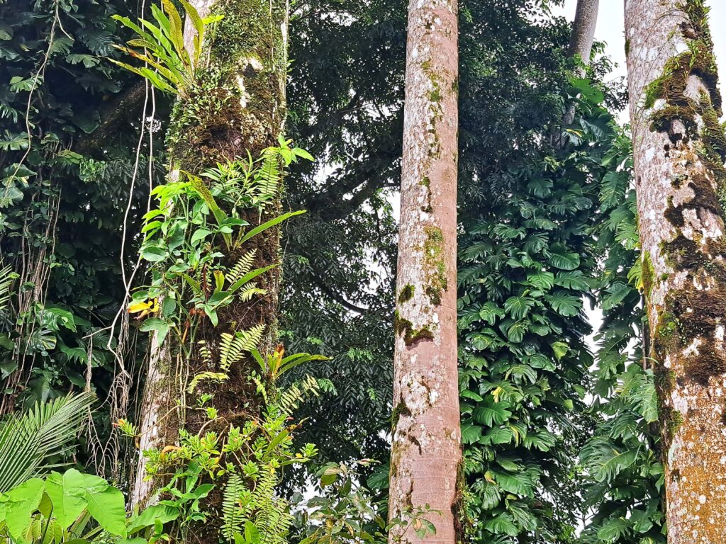 Bewachsene Baumstaemme