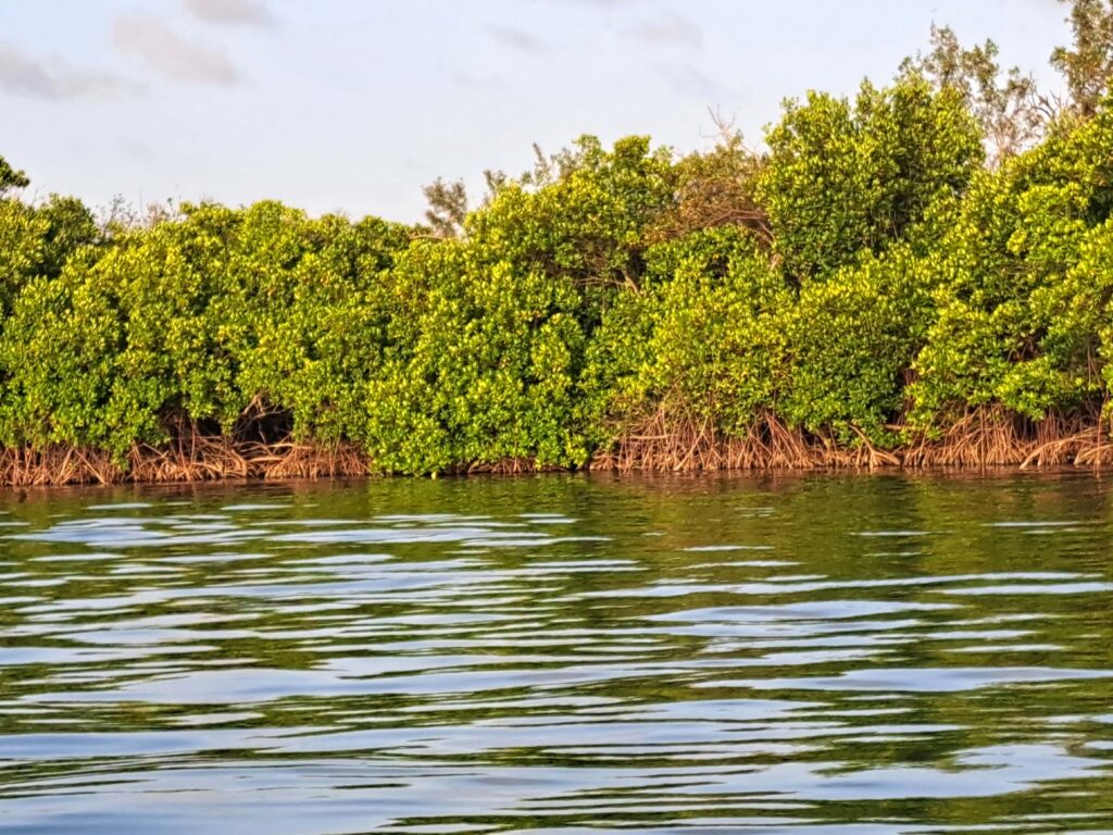 Blick auf die Mangroven