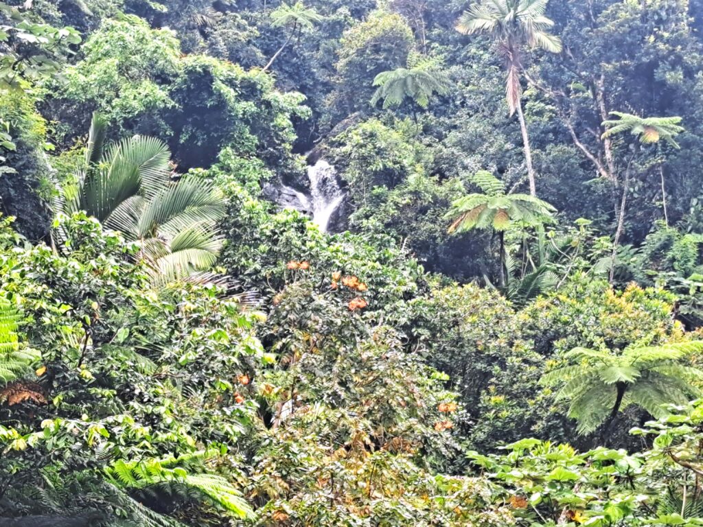 Blick in die Vegetation des Regenwaldes El Yunque