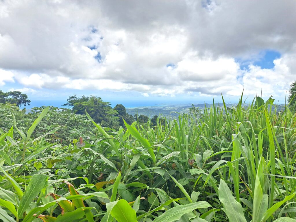 Blick ueber den Regenwald