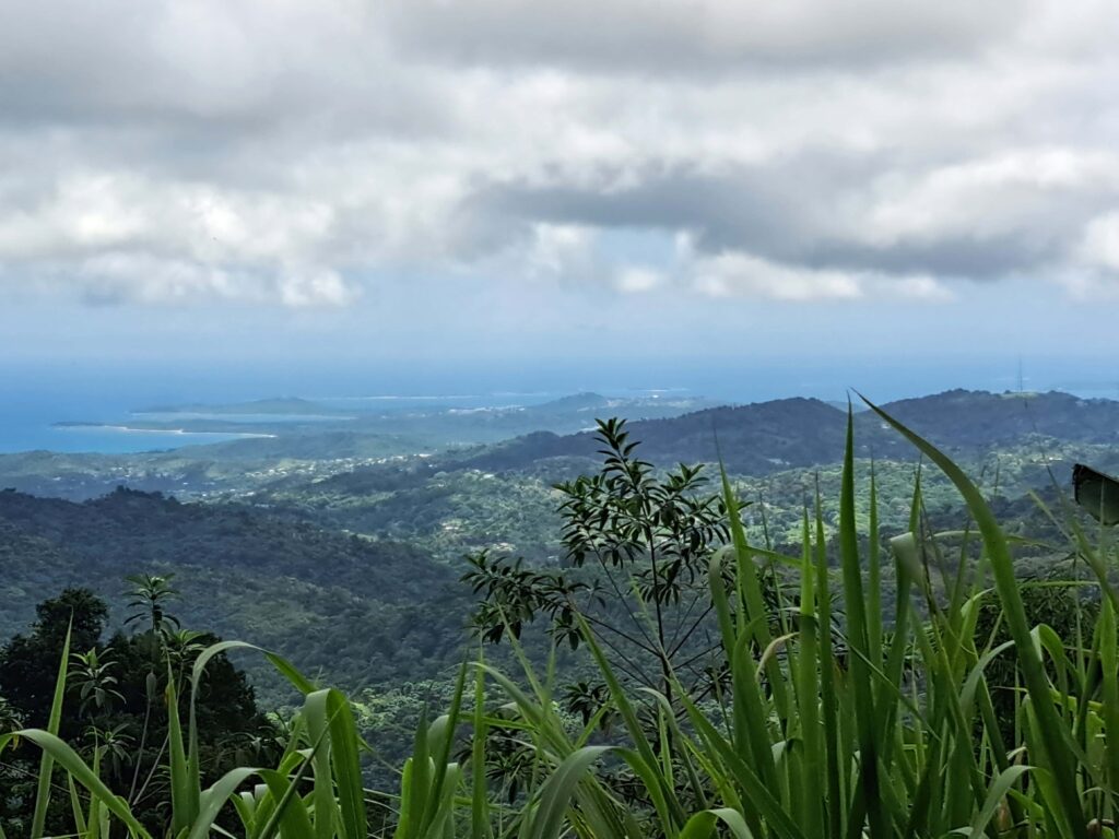 Blick ueber den Regenwald El Yunque