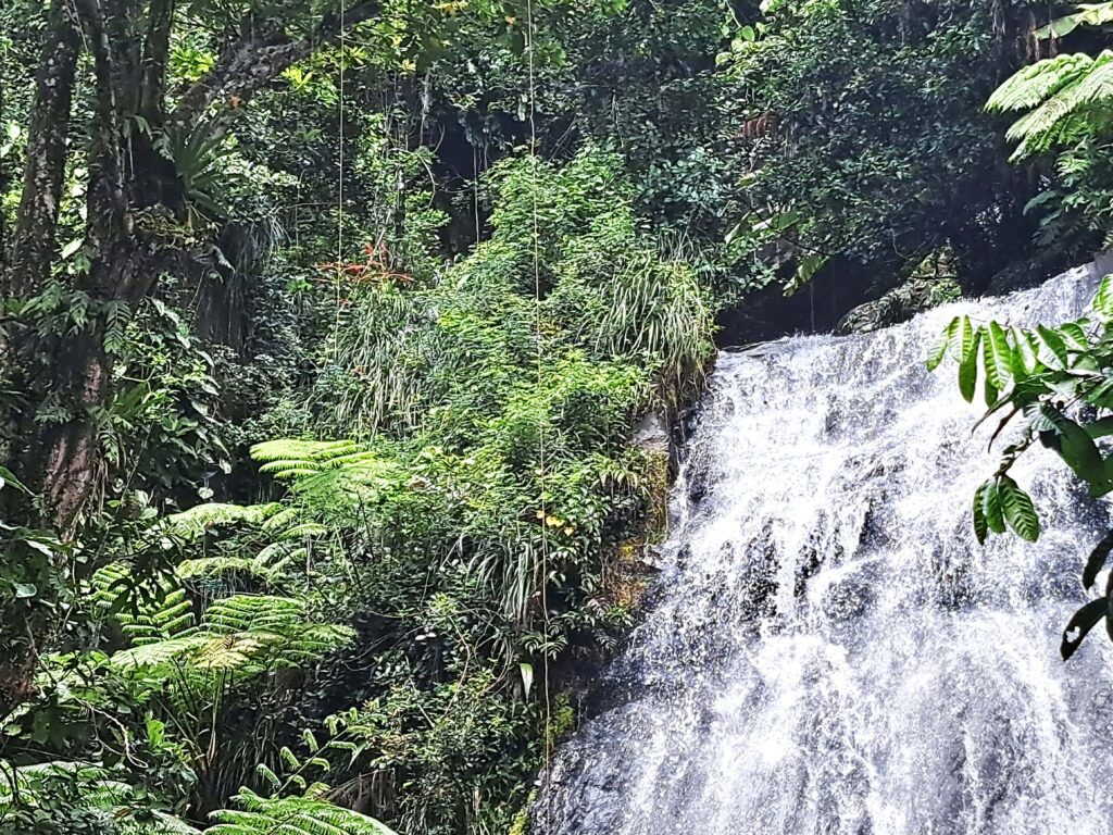 Coca Wasserfall mit Regenwaldvegetation