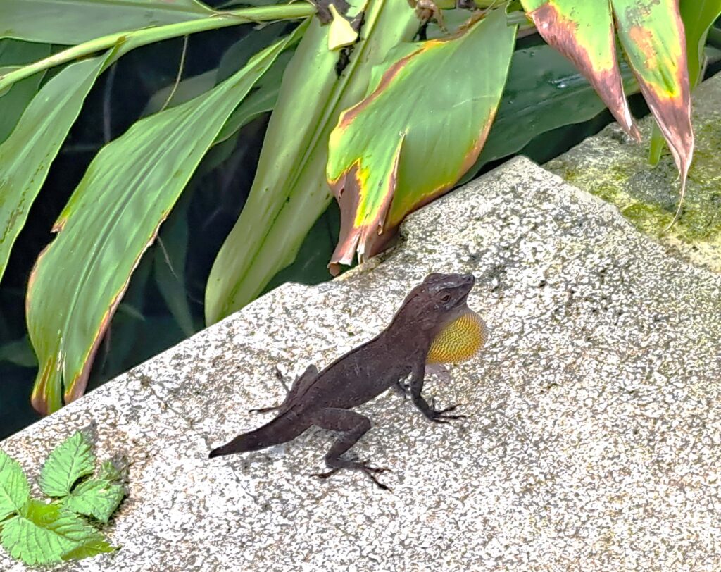 Eidechse mit geblaehtem Brustsack