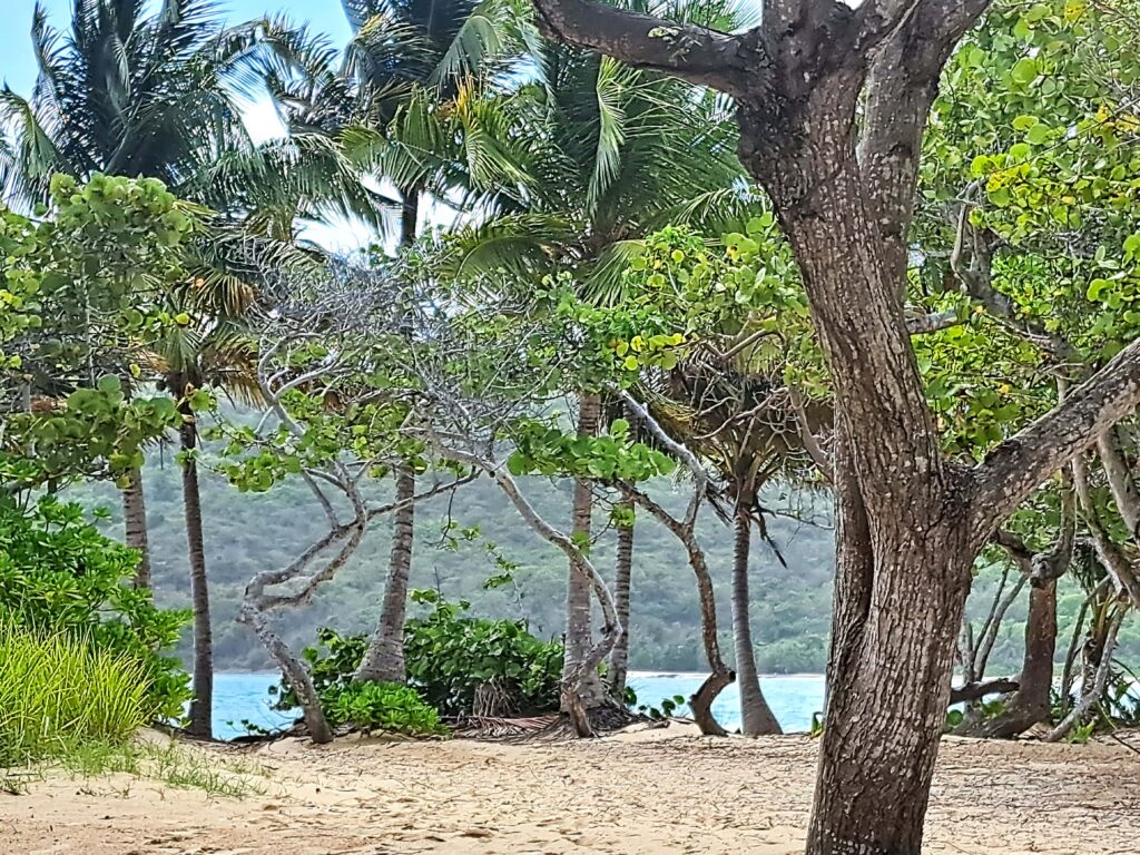 Erster Blick Flamingo Beach