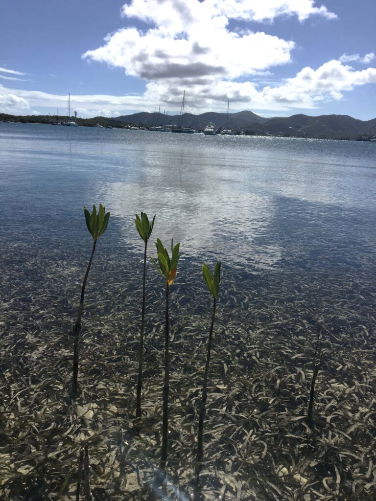 Impression Tortola Sabine