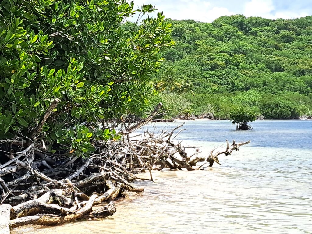 Isla Pineros 1
