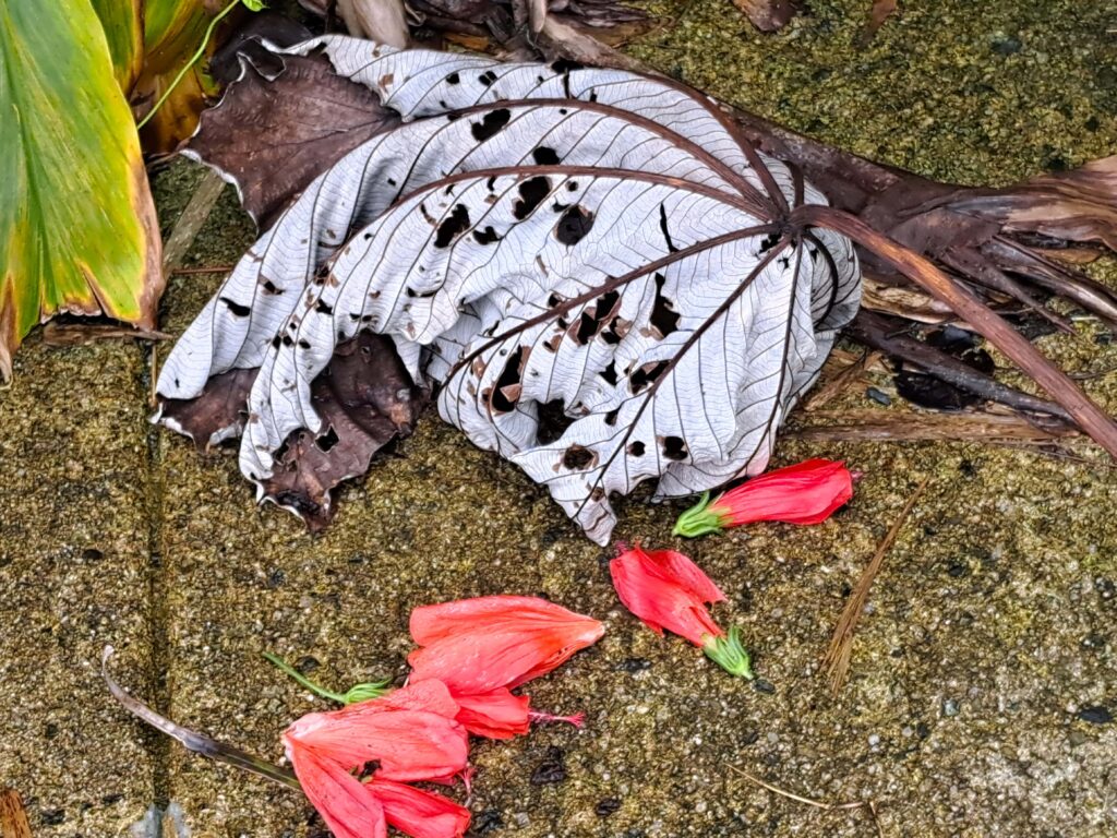 Laub Blatt und Bluehten