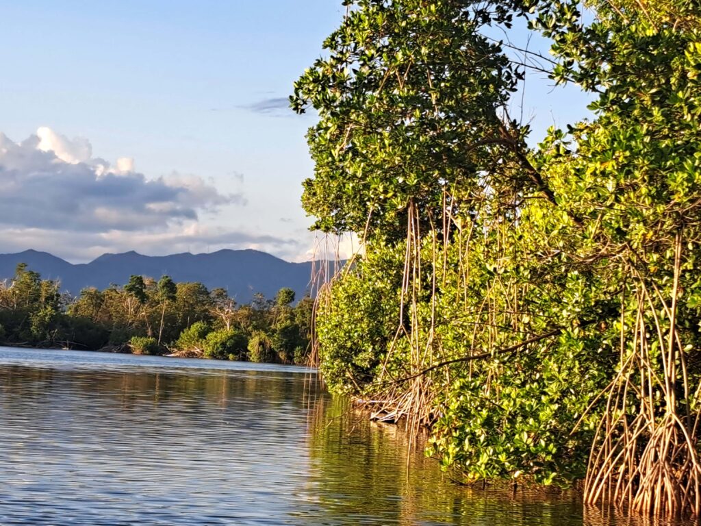 Mangroven Puerto Pastillas