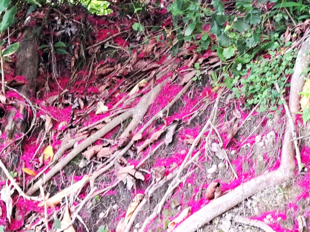 Pinkes Laub Baumwurzel