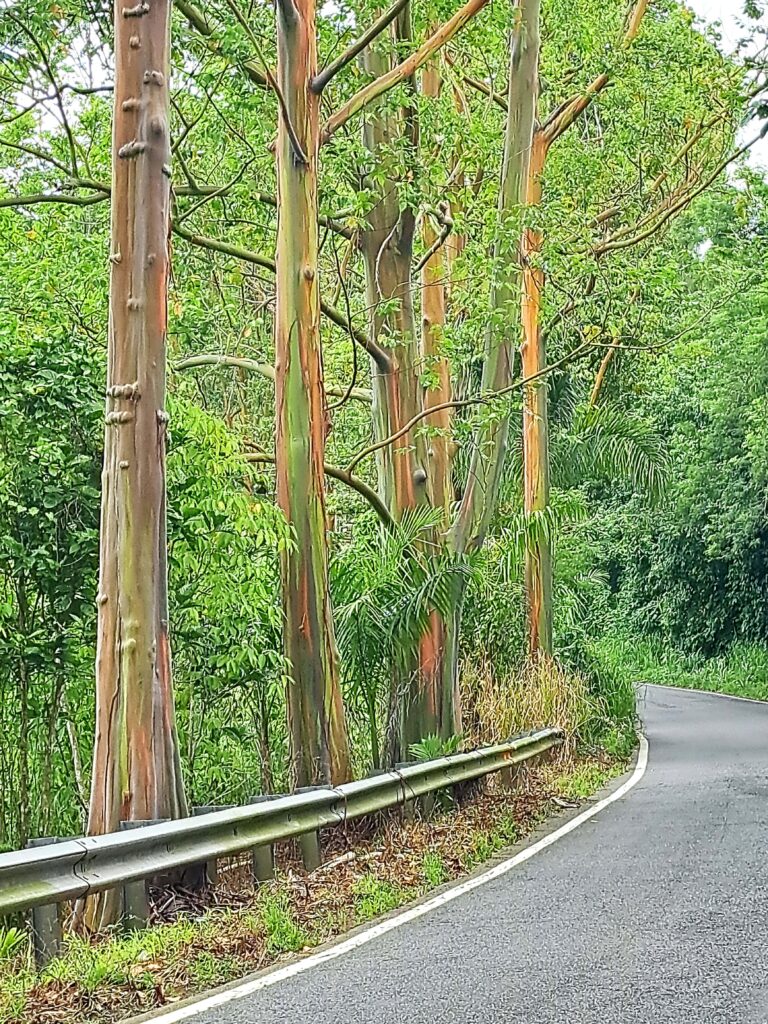 Regenbogeneukalyptus am Strassenrand