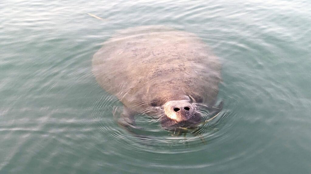 Ruessel aus dem Wasser