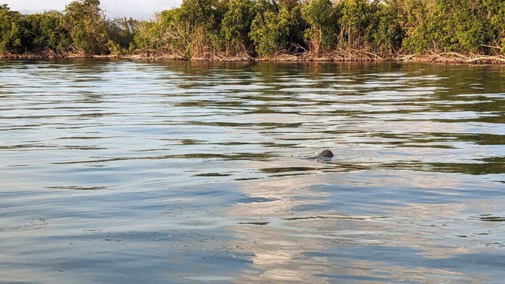 Ruessel aus dem Wasser vor Mangroven