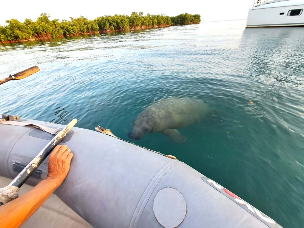 Seekuh zwischen Dinghy und Joline