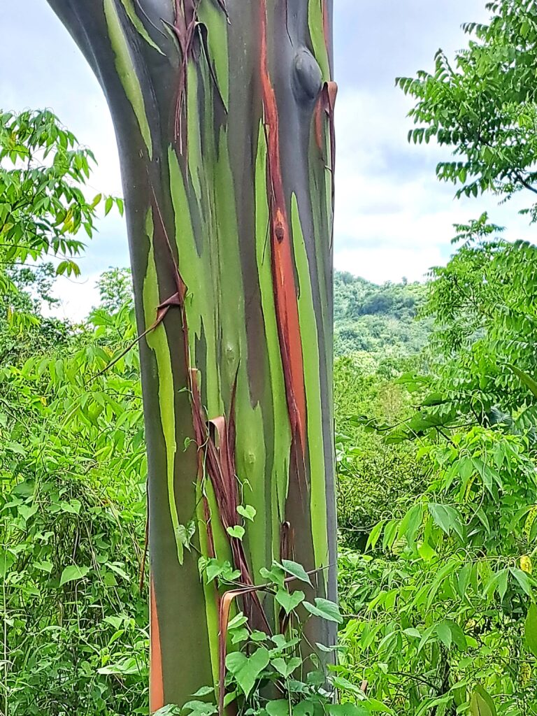 Stamm Regenbogeneukalyptus