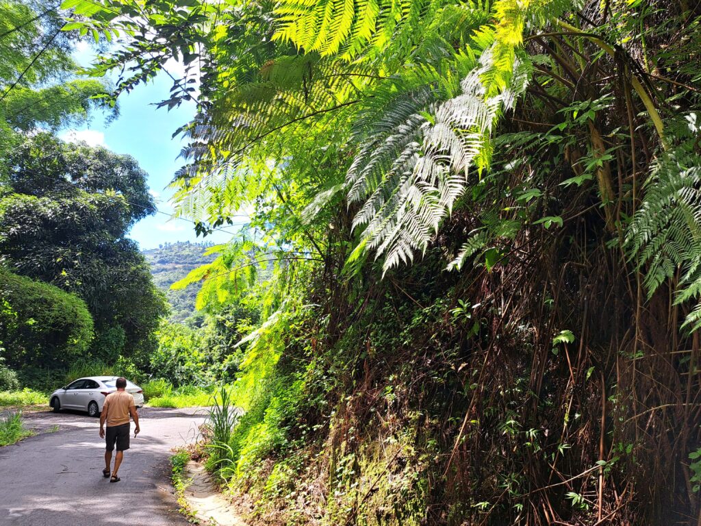 Strasse mit Riesenfarn