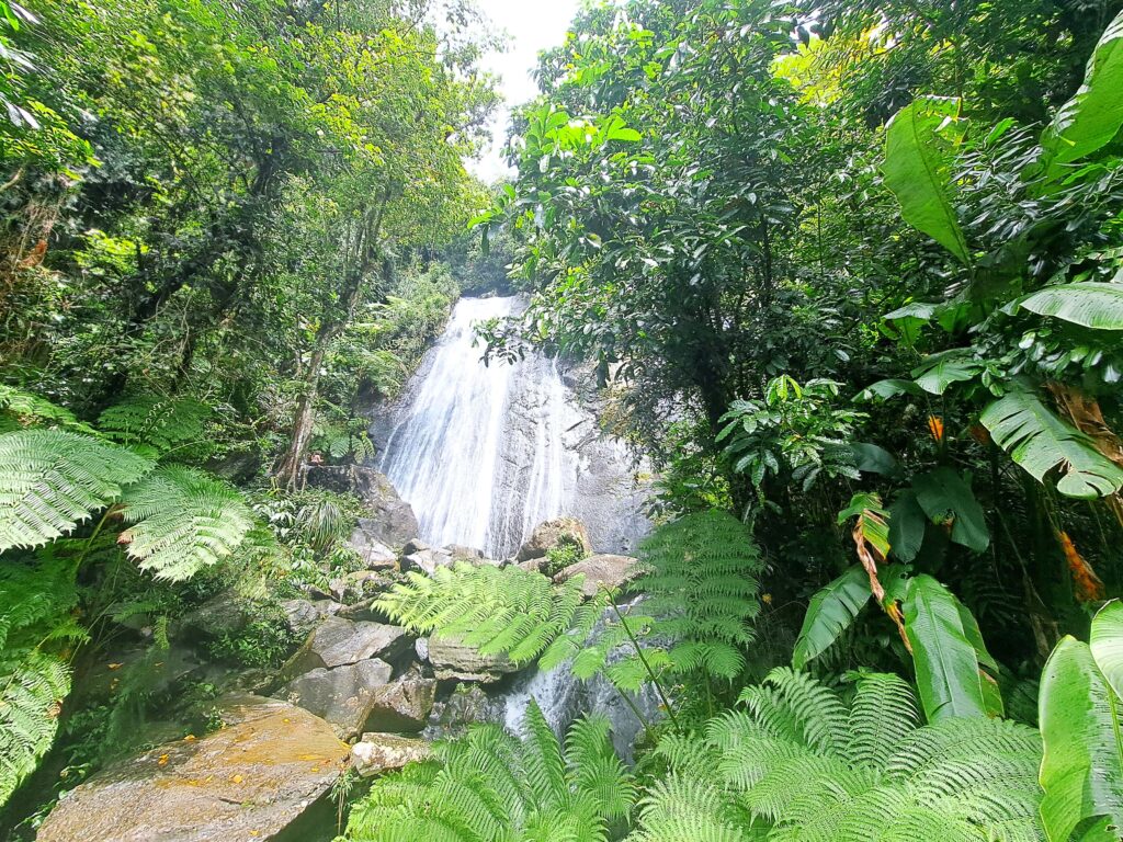 Vegetation und Wasserfall
