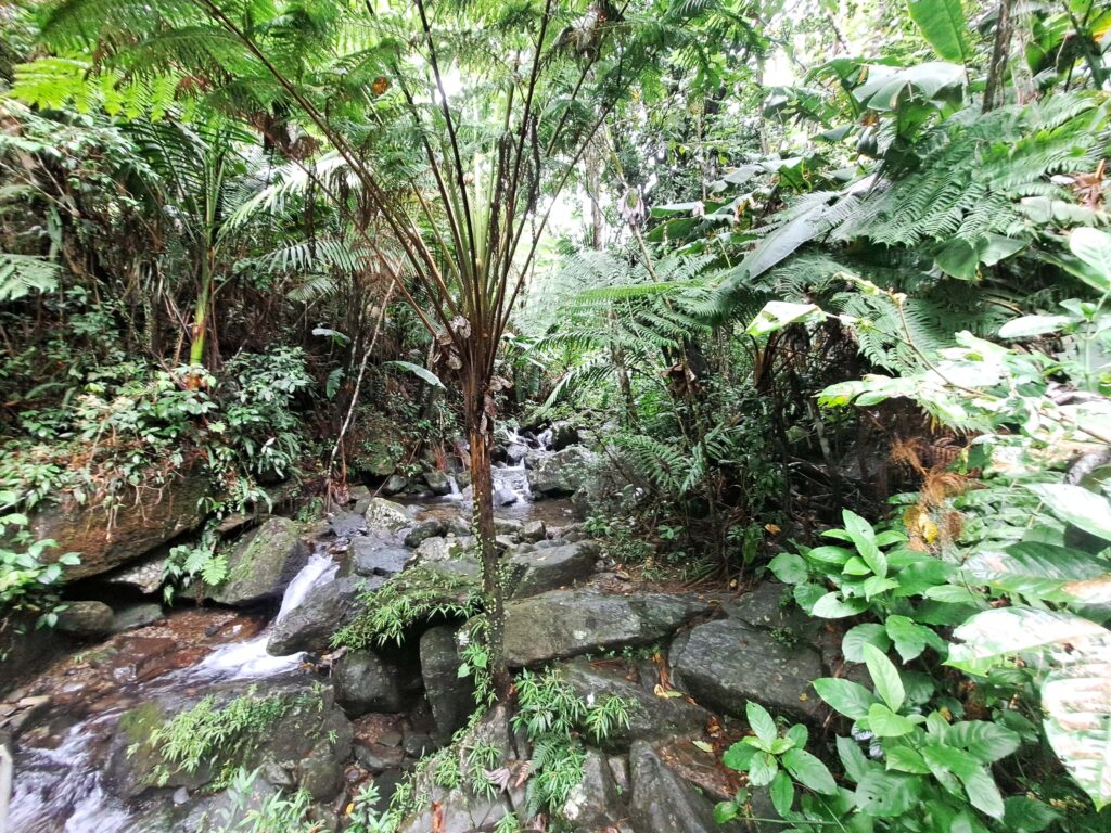 Wasserlauf El Yunque