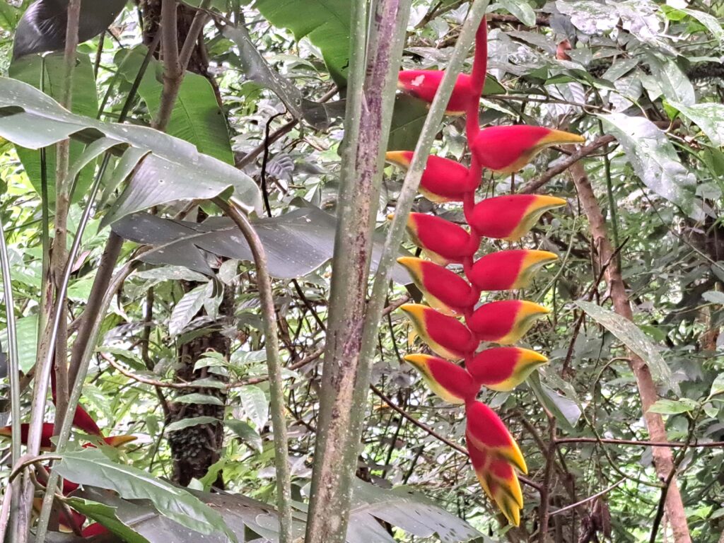 03 Papageienpflanzen