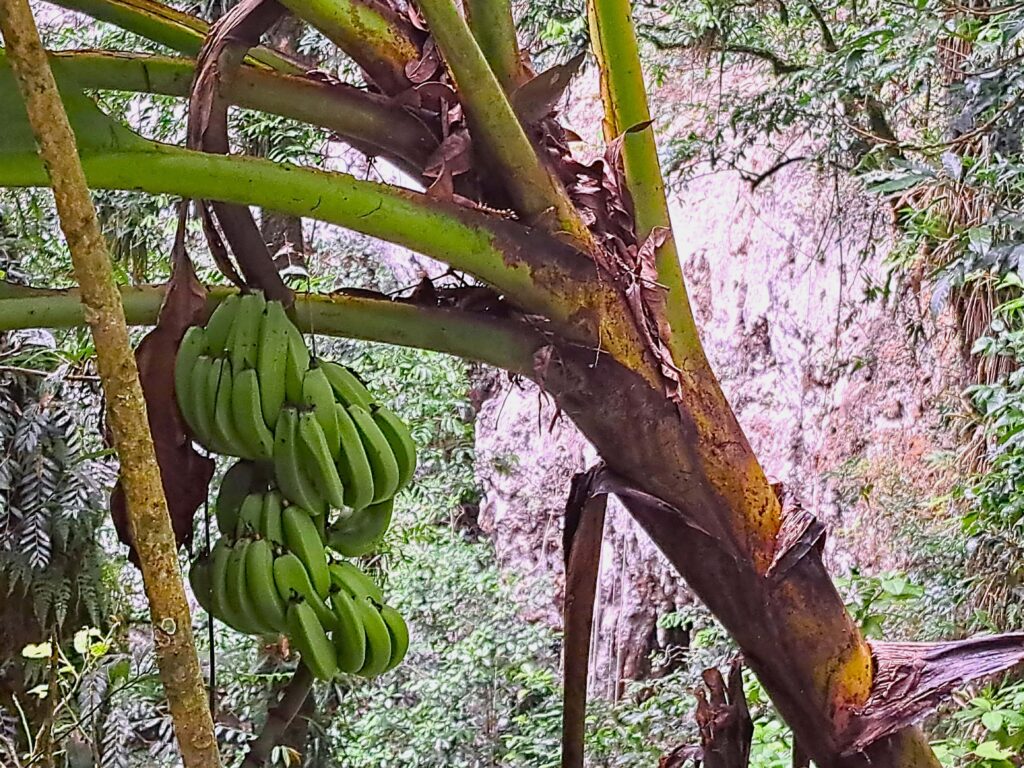 04 Bananenstaude vor Steilwand