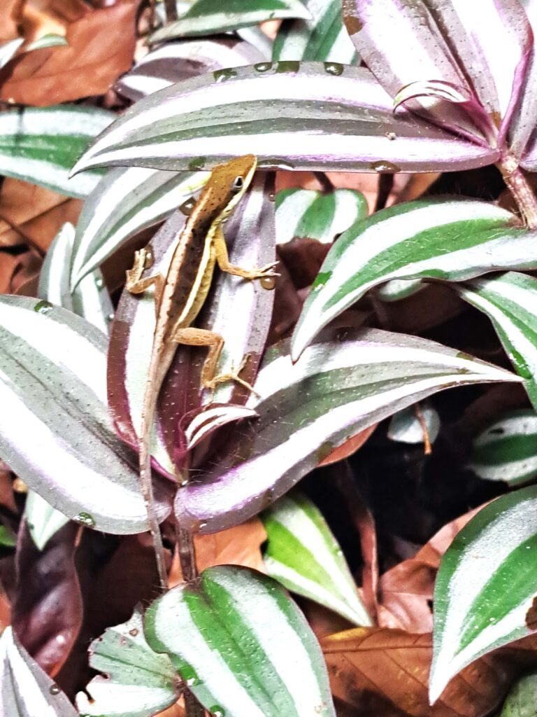 05 kleine farbige Eidechse