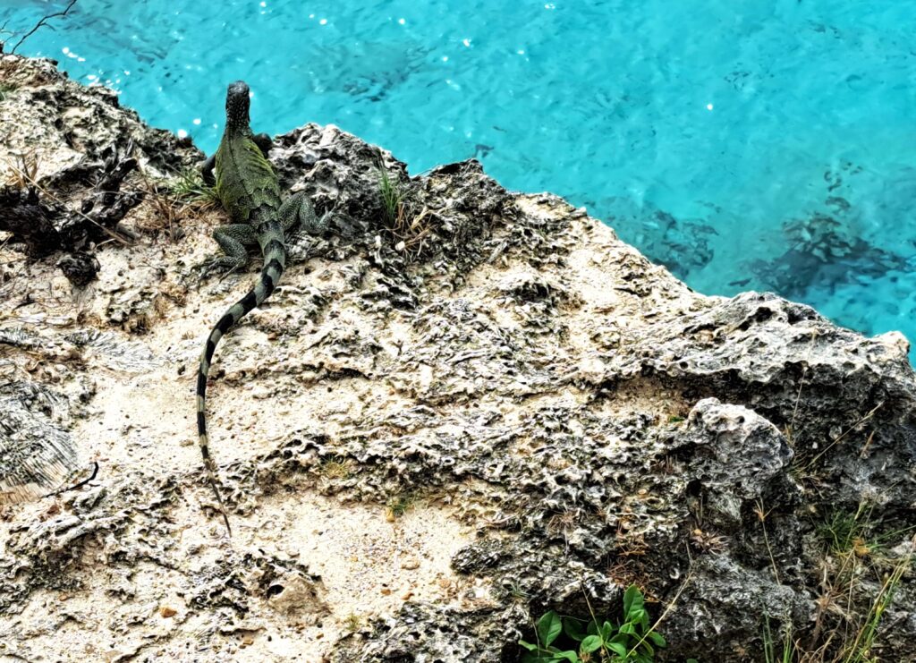 Klippenspringer Iguana