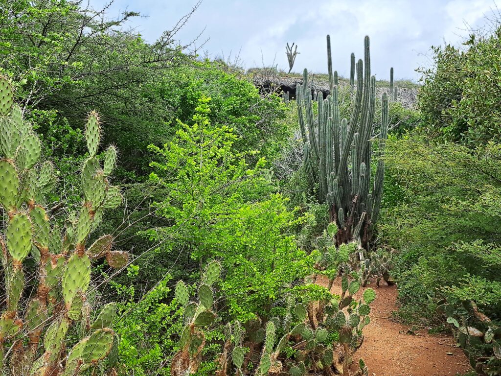 Trampelpfad Christoffel Park