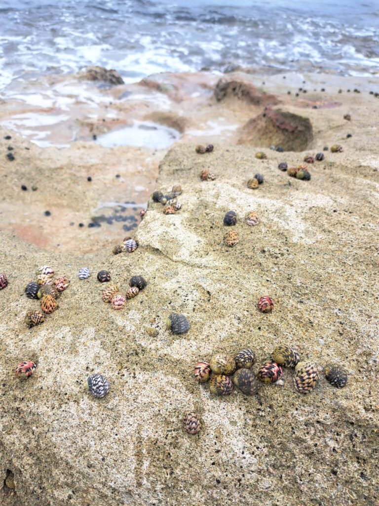 x 01 Schnecken am Meer 1