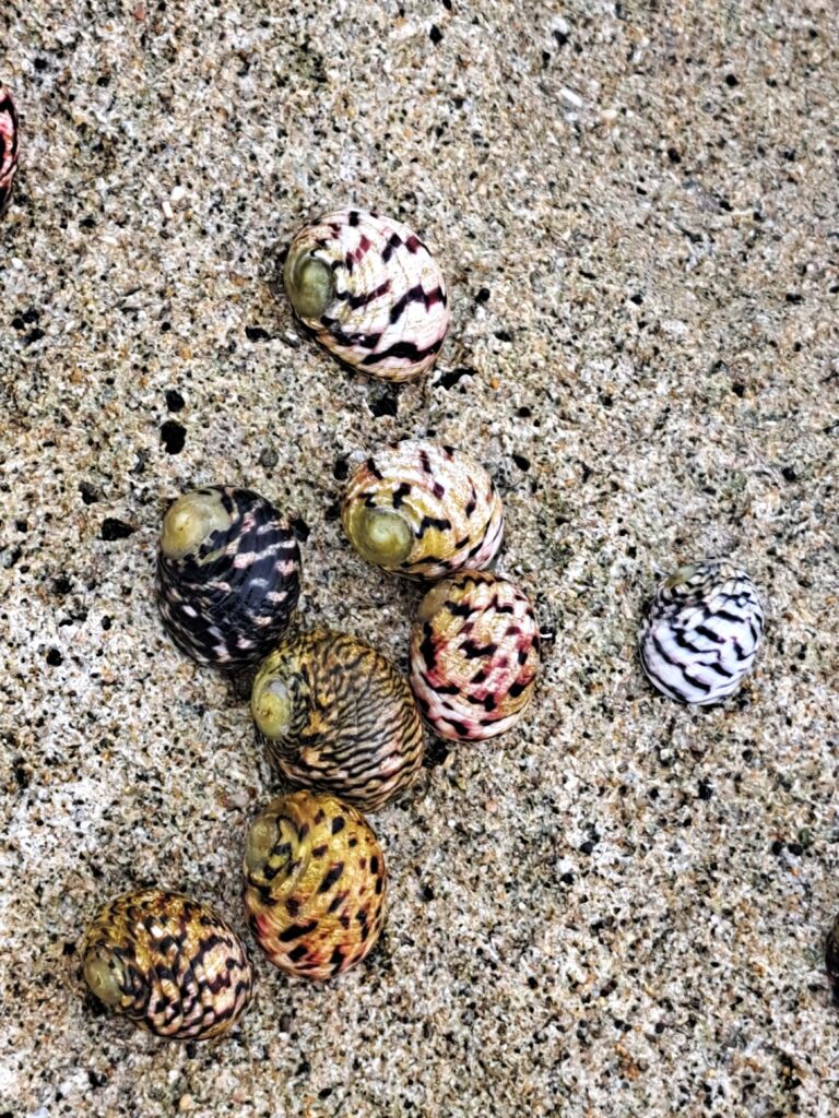 x 02 Bunte Schneckengehaeuse