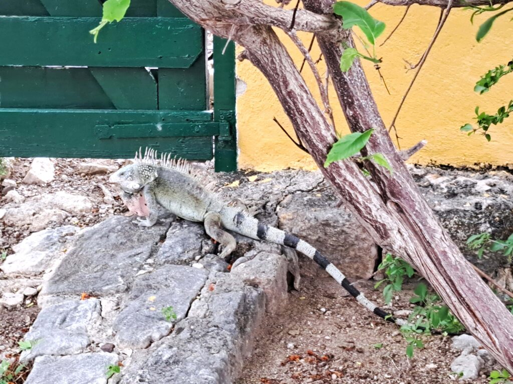 Iguana im Christoffel Nationalpark