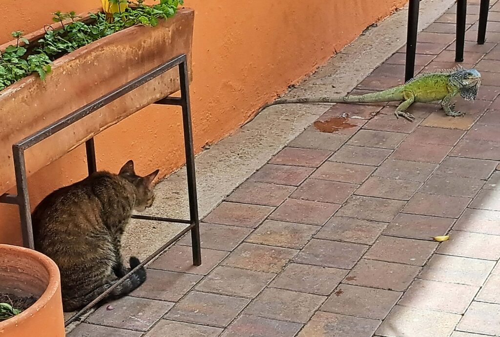 katze und Iguana