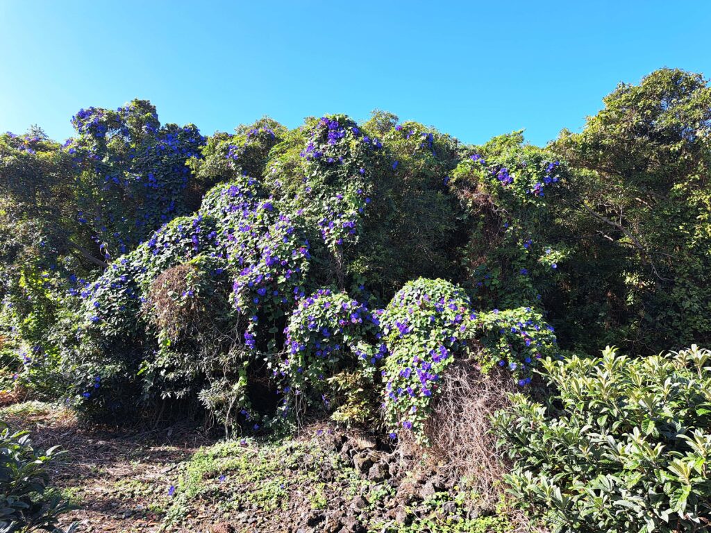 04 Blumenpracht auf Pico