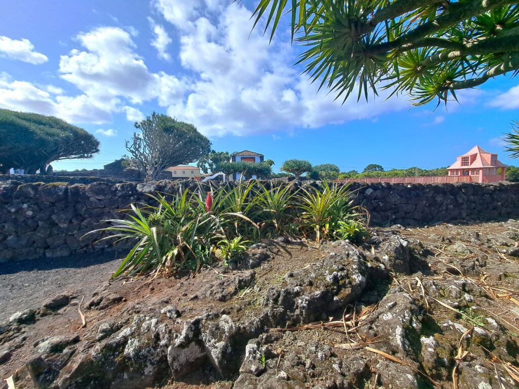 13 Ananaspflanze Weingut