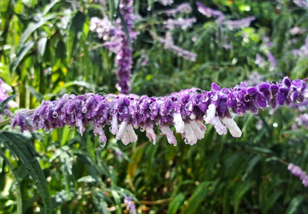 Rispenpflanze mit Regentropfen