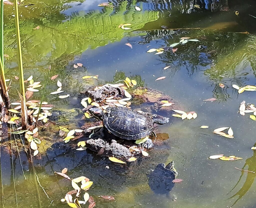 Teich mit Wasserschildkroeten