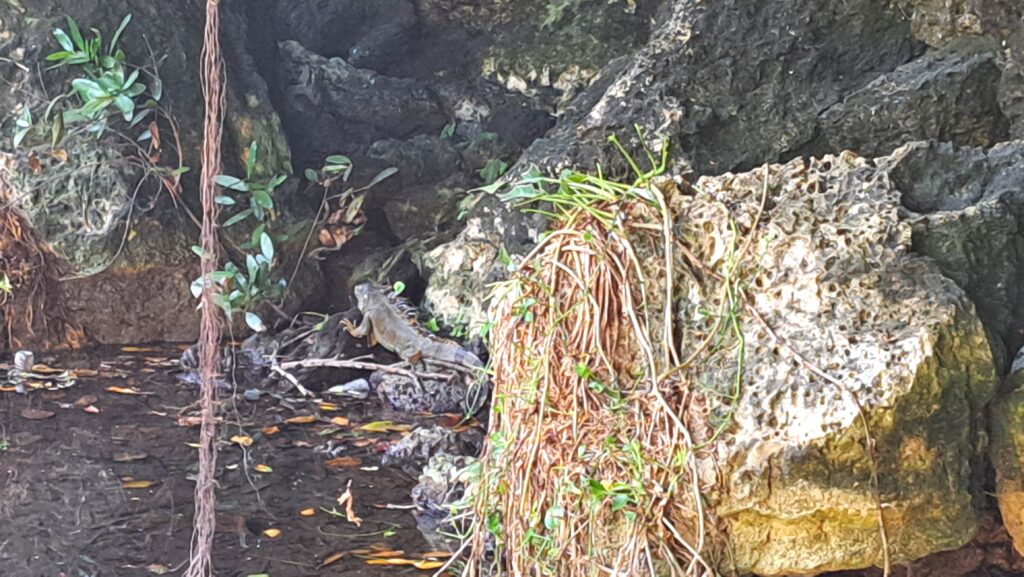 Ein Dominikanischer Iguana