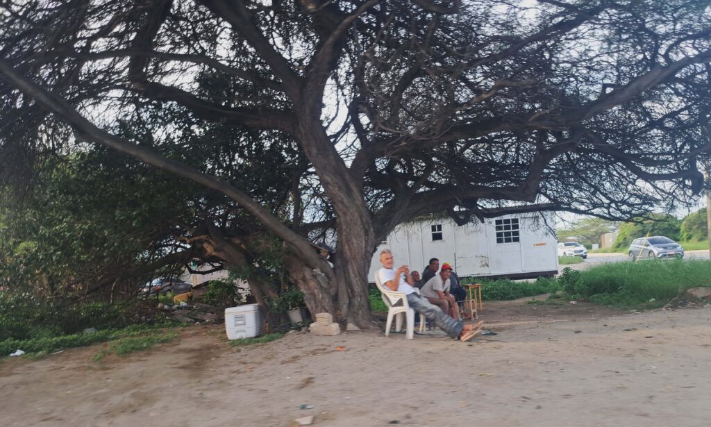 Unter dem Divi Divi Baum