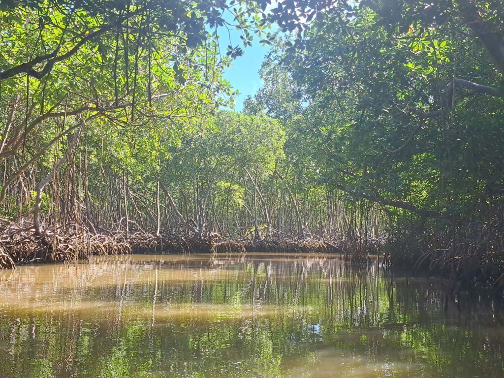 Der Fluss Yuna schlaengelt sich durch das Naturschutzgebiet Los Haitises