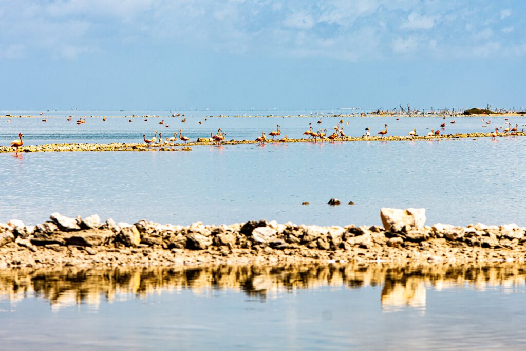 Great Inagua Flamingos 1 von 16