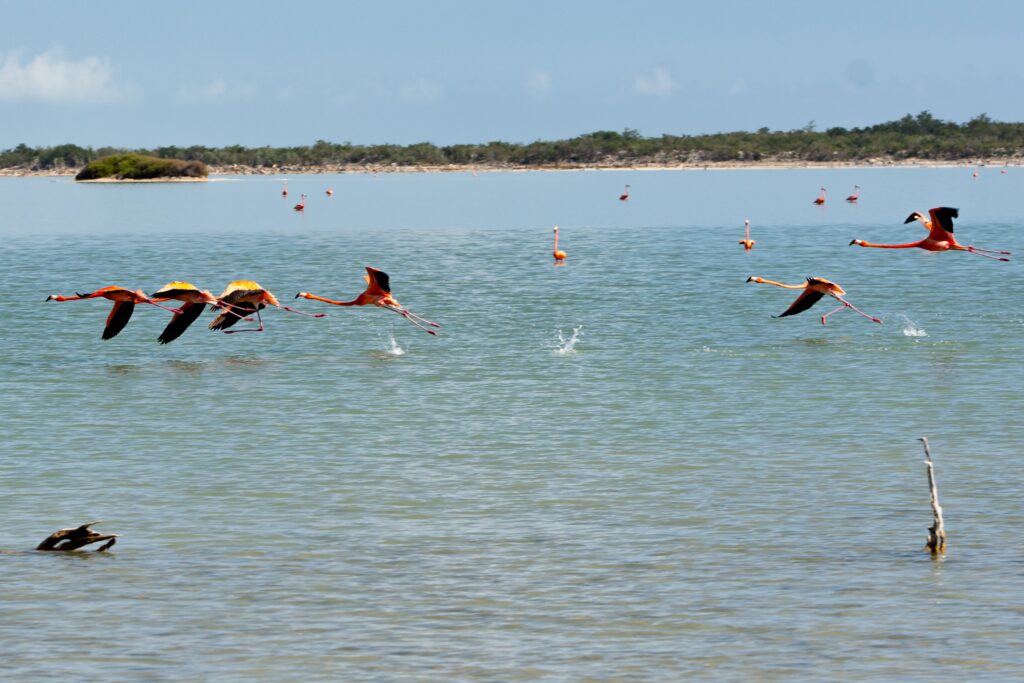 Great Inagua Flamingos 12 von 16