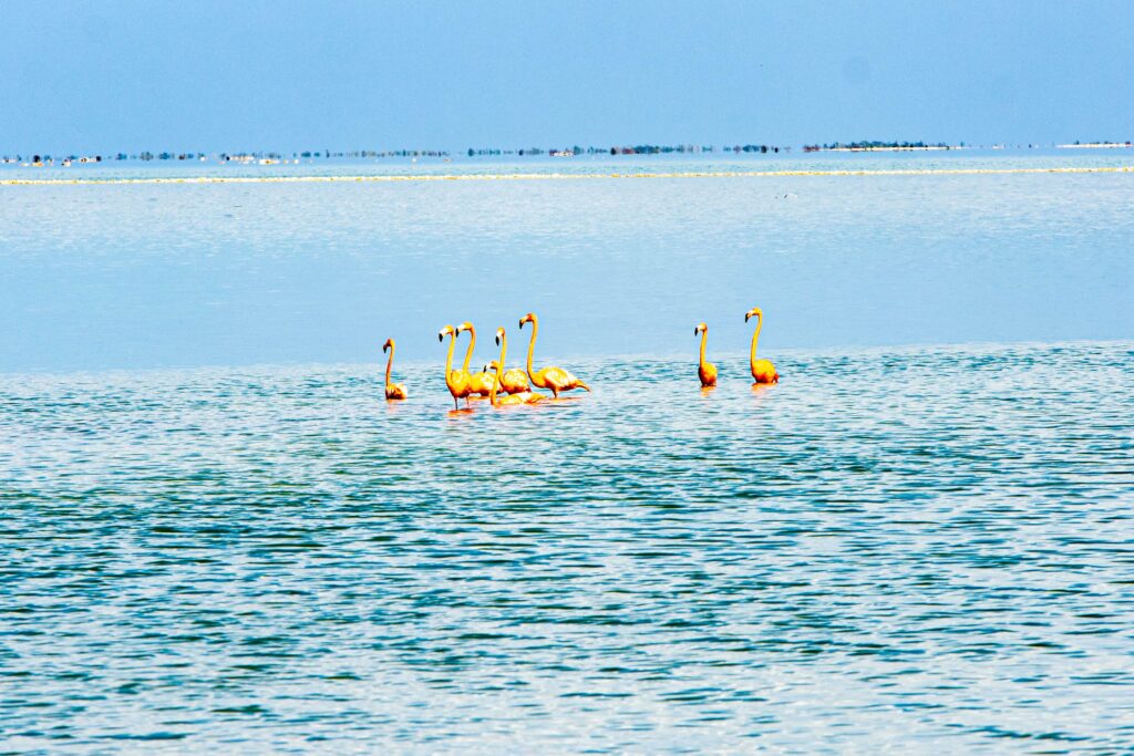 Great Inagua Flamingos 5 von 16