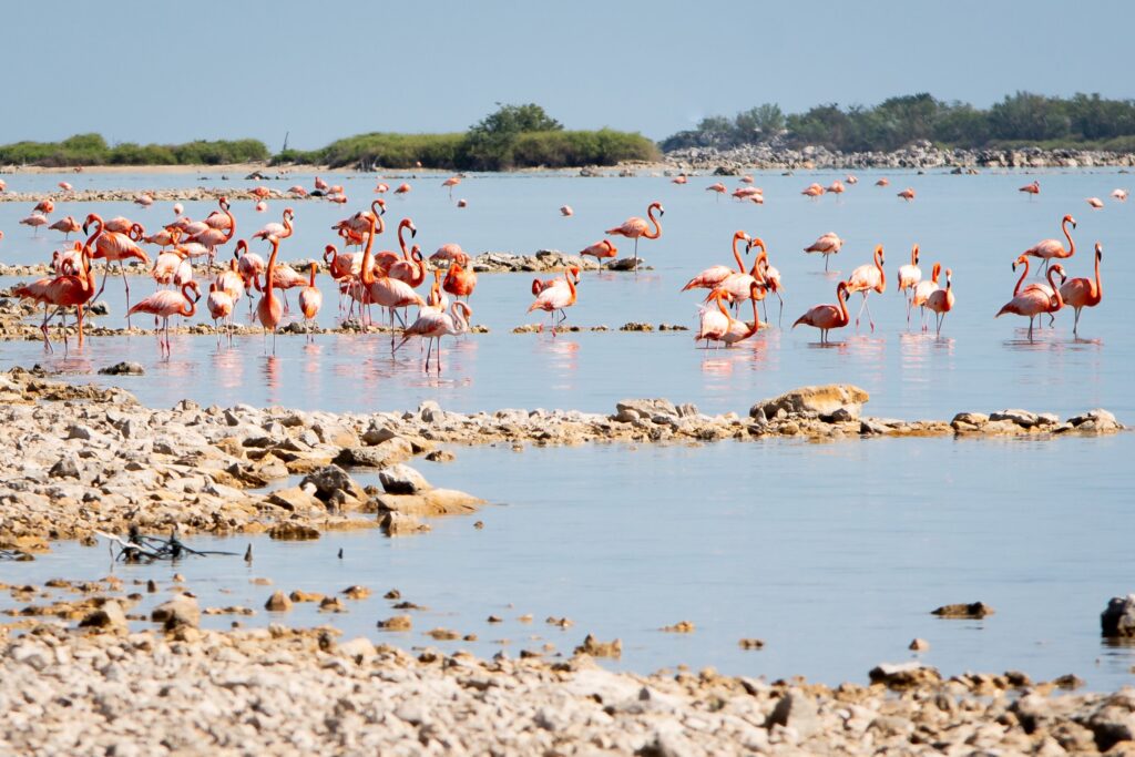 Great Inagua Flamingos 7 von 16
