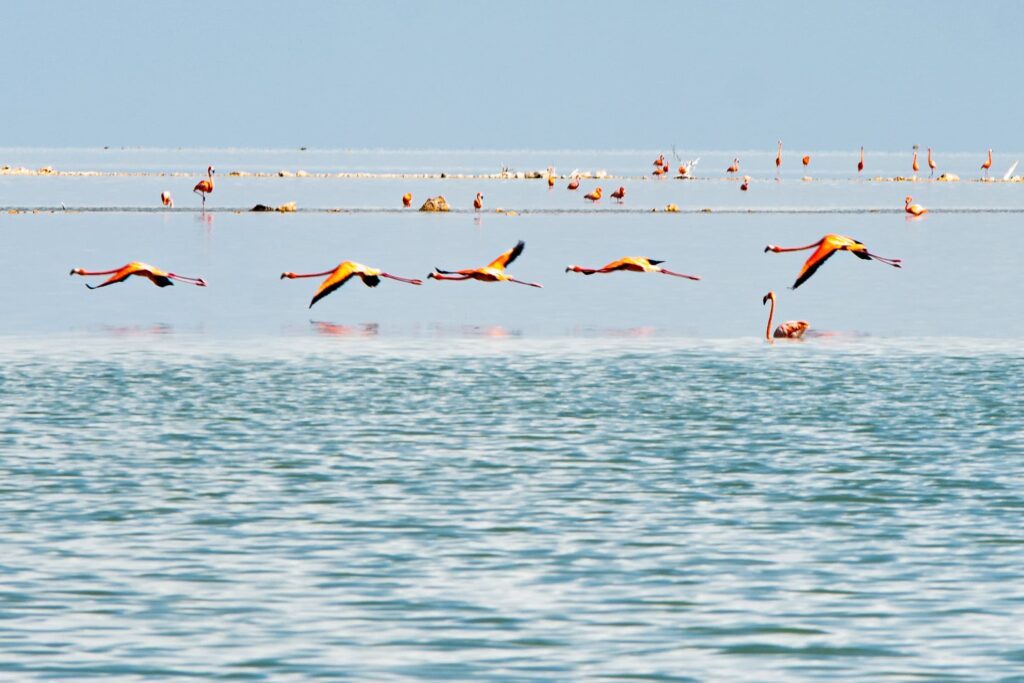 Great Inagua Flamingos 9 von 16