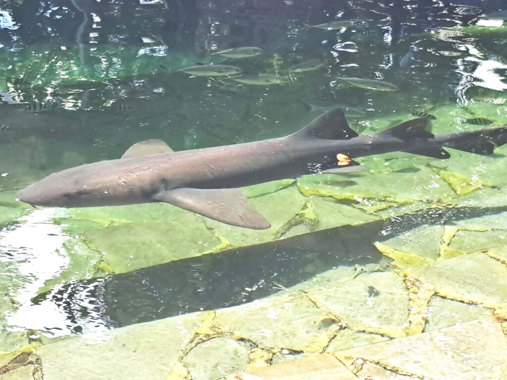 Hai in der Ocean World