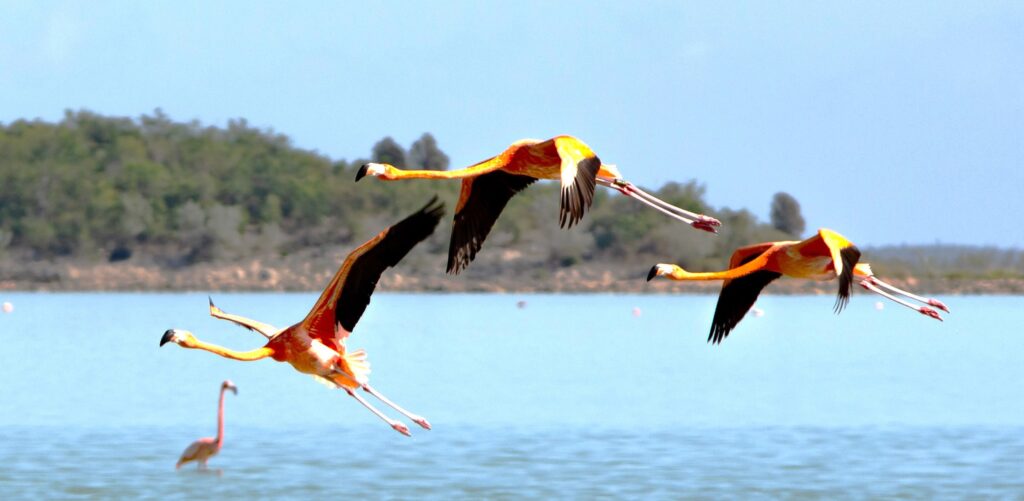 Nahaufnahme Flamingoflug