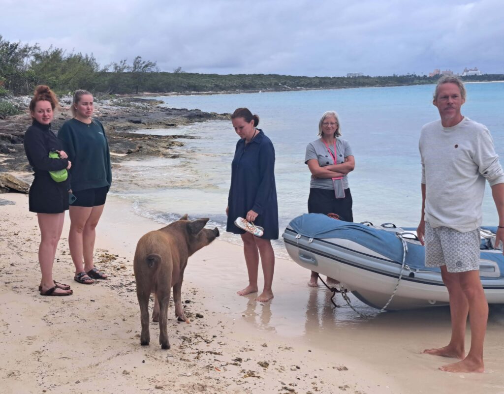 01 Schweine Athol Cay