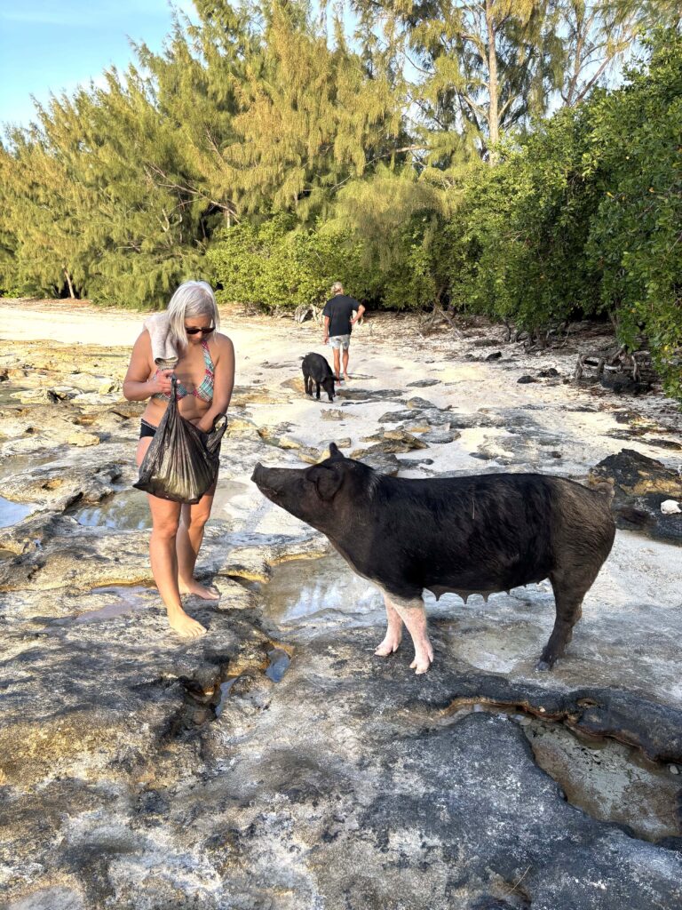 02 Schweine Athol Cay