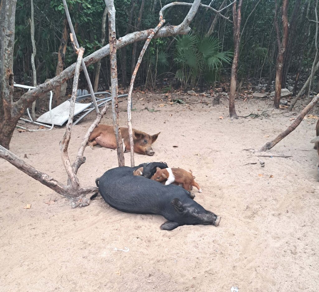 03 Schweine Athol Cay