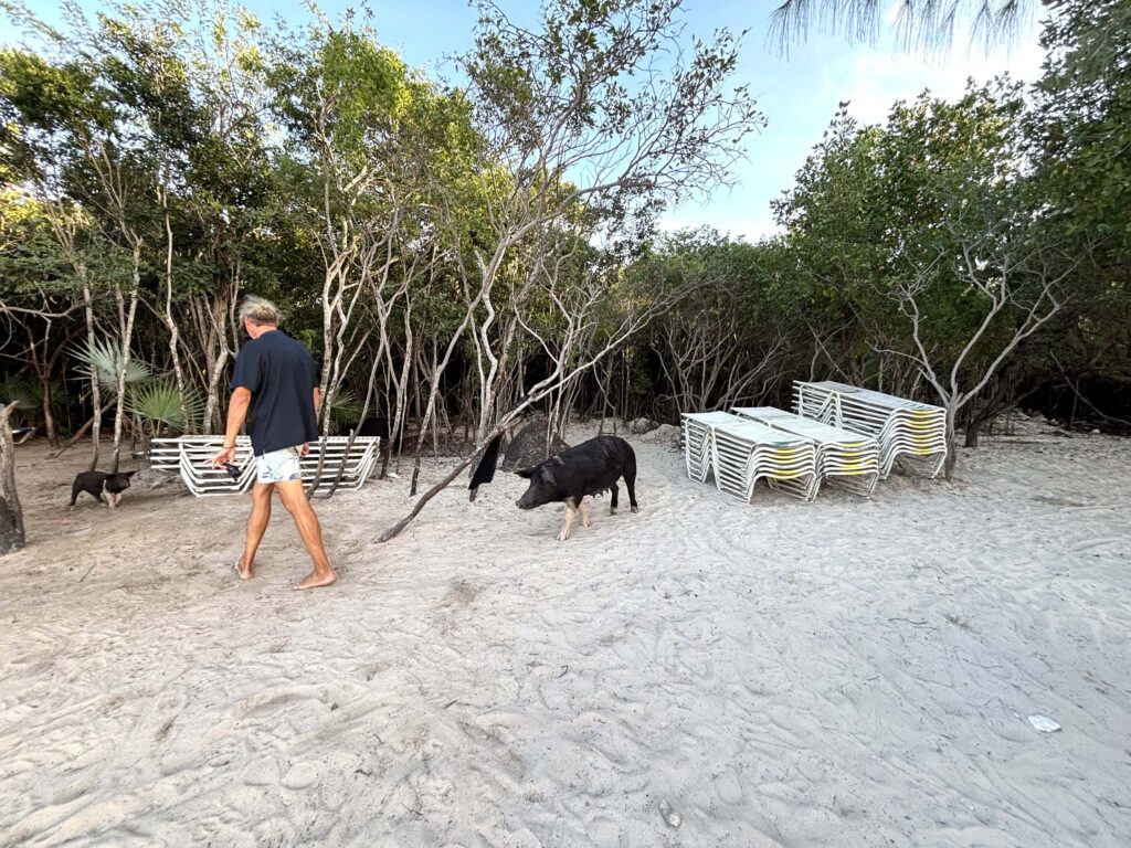 04 Schweine Athol Cay